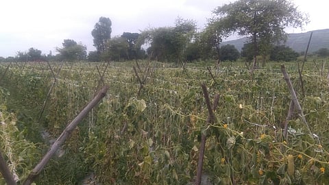 ghoti pik.jpg