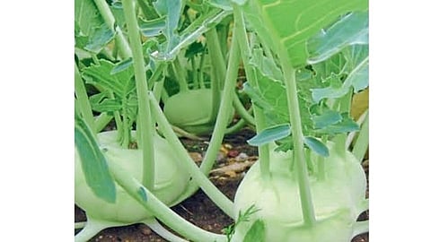 medicine vegetable navalkol cultivation ignore by people in kolhapur