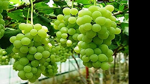 Registration of one and a half thousand hectare orchards for grape export