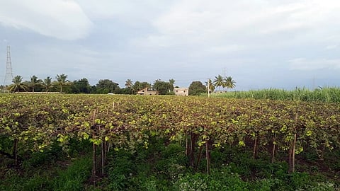 grapes.jpg