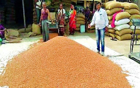 जळगाव जिल्ह्यात १५ हमीभाव खरेदी केंद्रांना प्रारंभ 