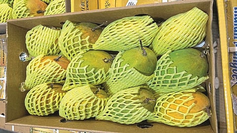 Twelve Hundred Kilos of Hapus at the door of the British kokan Marathi News