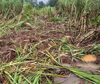  In Waghotre area, it is becoming a time of hardship for farmers