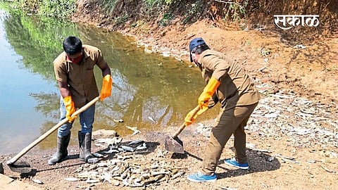 one and a half trolleys of dead fish in panchganga river