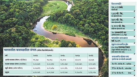 india-forest