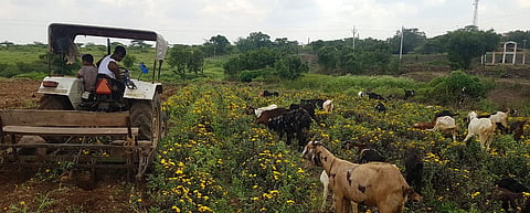 बाजाराअभावी फुलांच्या फडात सोडली जनावरे