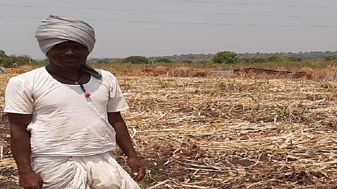 Akola News: Sprouts sprouted from sorghum husks!