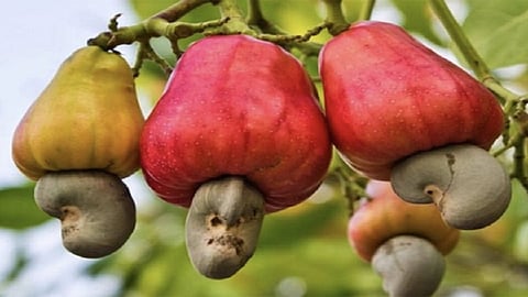 What to do with billions of cashew nuts?