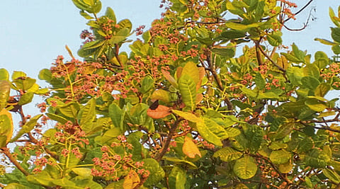 Mango weather changing  trend re-enticed in Rajapur