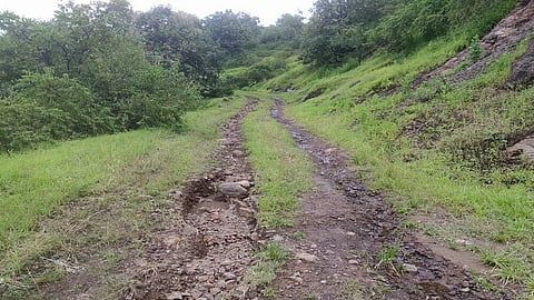 kaldari- kikvi.jpg