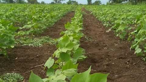 Akola News Coming New Moon heavy for cotton growers!