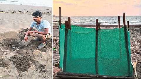 Ratnagiri district turtle came after five years where read