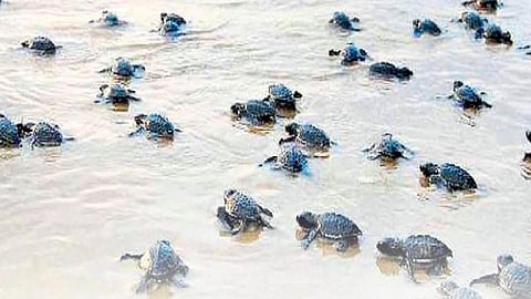 olive ridley tortoise egg not found on sea beach in ratnagiri for this year