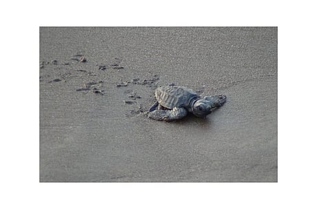 velas's Turtle Festival canceled Ratnagiri Marathi News