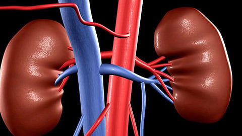 kidney