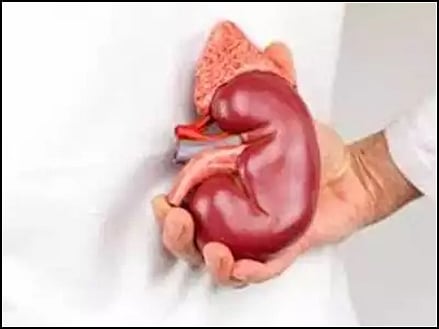 आहो काय सांगतात...चक्क नगरसेवक विकणार किडणी;  कुठे, कशासाठी ! मग वाचा...