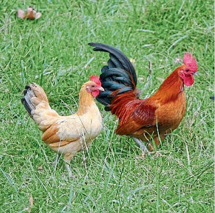 Black Astrolabe and Giriraja birds Training at the egg hatchery kolhapur