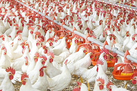 Chicken sales are on the rise in belgum