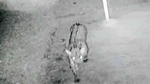 Three leopards were spotted walking through the courtyard in the morning