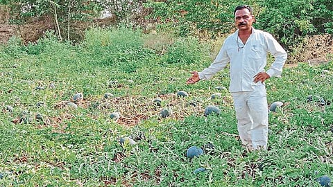 अरगडे गव्हाण (ता. घनसावंगी) : येथील शेतकरी अशोक राजेजाधव यांच्या शेतातील टरबुजाचे पीक.