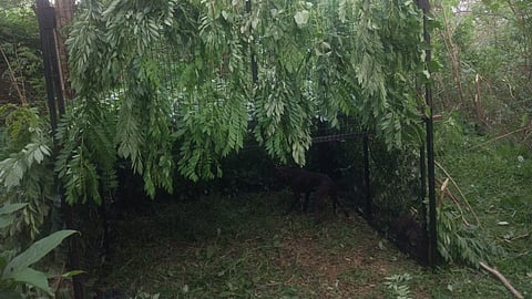kolhapur forest department Trick to catch a leopard