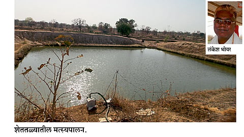 शेततळ्यातील मत्स्यपालन ठरले फायद्याचे