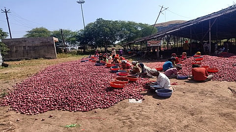lasalgaon onion