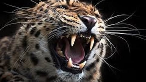 leopards attack bull  found dead in pawas ratnagiri