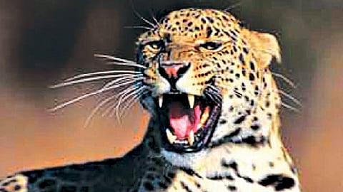 बिबट्याचा बालकासह चौघांवर प्राणघातक हल्ला