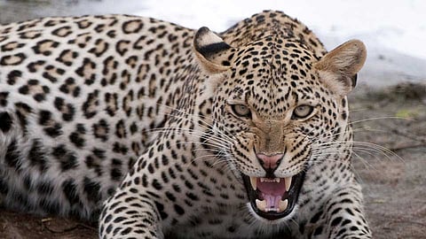 leopard in motala.jpg