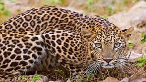 leopard seen in pavas the forest officers can't martingale in konkan area