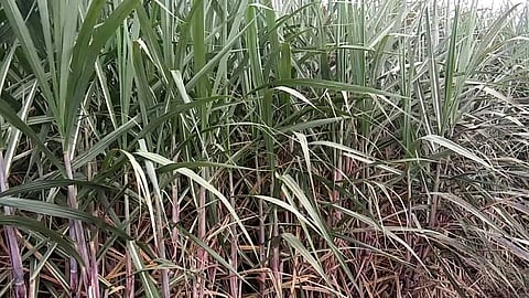 In Kadegaon taluka sugarcane attacked by lokari mava