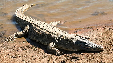 crocodile get along area of panchaganga river and the forest officers appeal to farmers in kolhapur