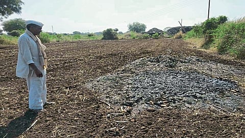 maize crop burnt.