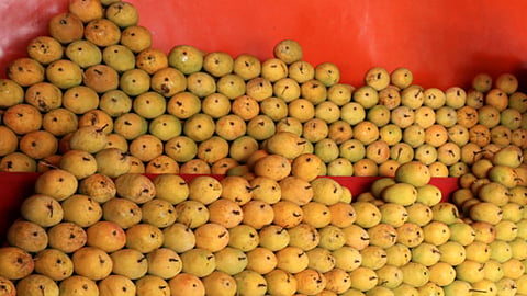 hapus mango