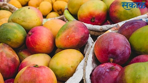 temperature increases in konkan effects on mango crop in ratnagiri