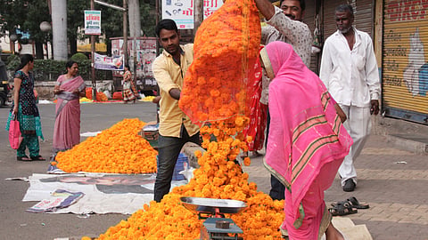 साताऱ्यात झेंडू फुलांची रेलचेल 