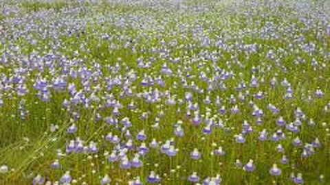 Masai table land panhala story  need to experience the richness of nature