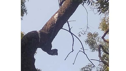 tree milk