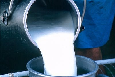 बापरे! उष्णतेमुळे दिवसात आटले तब्बल 40 हजार लिटर दूध