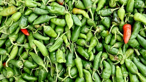 chilli crop in belgaum retired headmaster received rupees 4 lakh