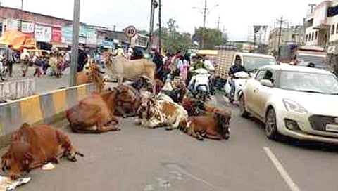 Ban on animal husbandry in Ahmednagar city