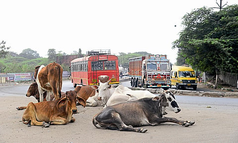 Action on Mokat Animals "Fars" ..!