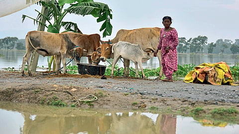 morigaon