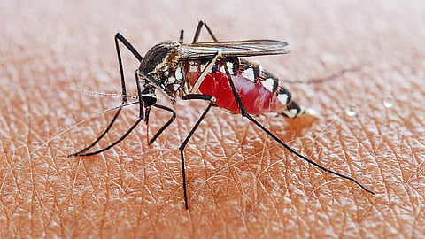 know the interesting things about mosquitos  