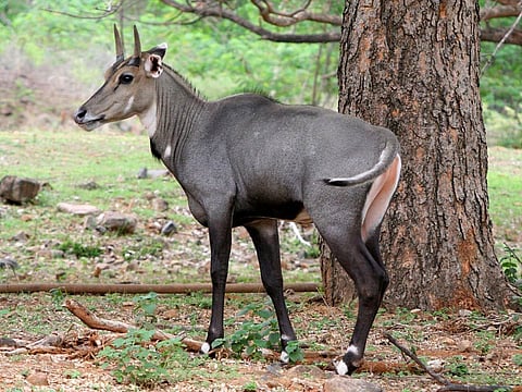 Free movement of wildlife due to Lockdown 