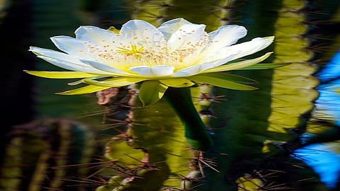 More than 90 flowers can be seen on the hedge cactus in Ratnagiri
