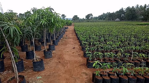 nursery.
