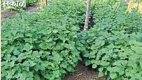 smell of cultivation of one crop in konkan ratnagiri production profit