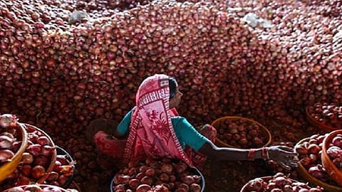 onion price